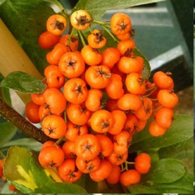 Beautiful berries of pyracantha aka firethorn